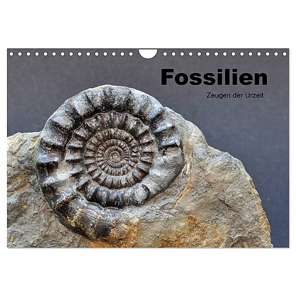 Fossilien - Zeugen der Urzeit (Wandkalender 2024 DIN A4 quer), CALVENDO Monatskalender, Renate Wagner