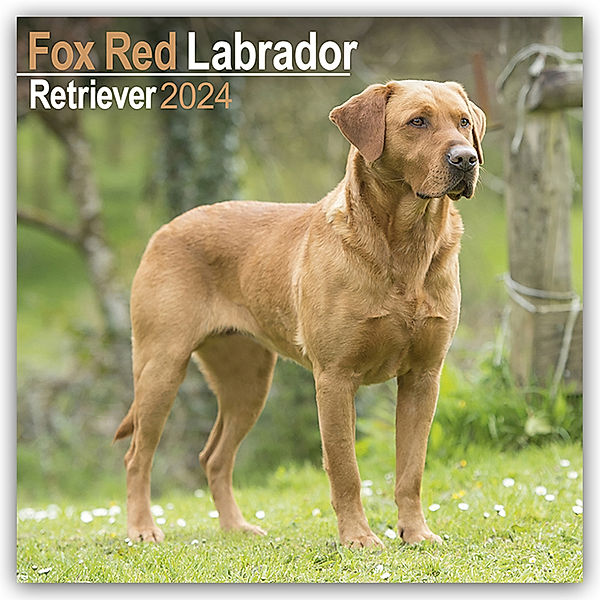 Fox Red Labrador Retriever - Fuchsroter Labrador 2024 Retriever - 16-Monatskalender, Avonside Publishing Ltd