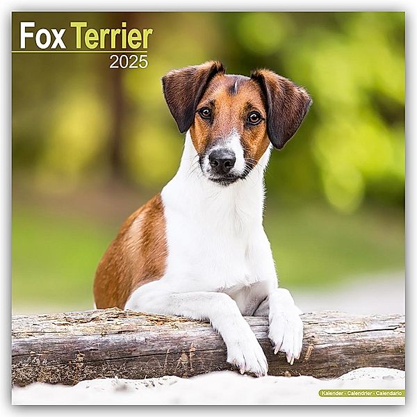 Fox Terrier - Foxterrier 2025 - 16-Monatskalender, Avonside Publishing Ltd