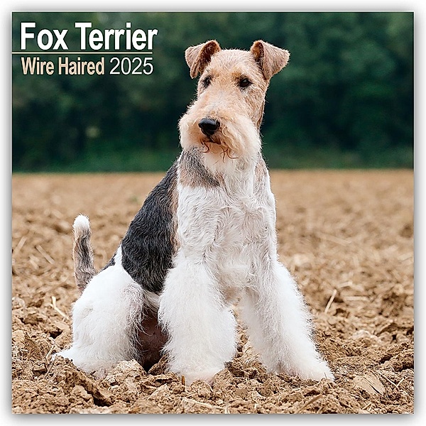 Fox Terrier Wirehaired - Drahthaar Foxterrier 2025 - 16-Monatskalender, Avonside Publishing Ltd