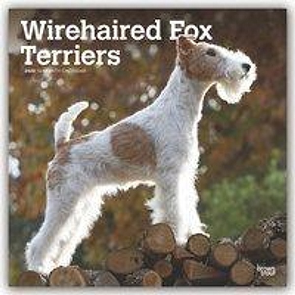 Fox Terriers 2020, BrownTrout Publisher