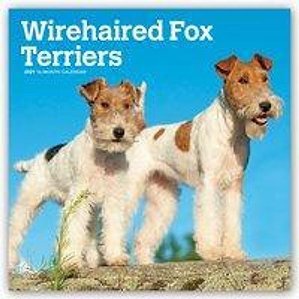 Fox Terriers - Foxterrier 2021 - 16-Monatskalender mit freier DogDays-App, BrownTrout Publisher