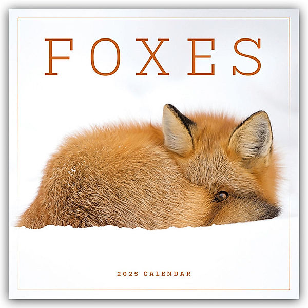 Foxes - Füchse 2025 - Wand-Kalender, Carousel Calendar