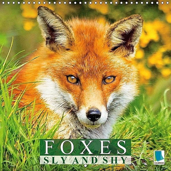 Foxes Sly And Shy (Wall Calendar 2017 300 × 300 mm Square), k.A. CALVENDO