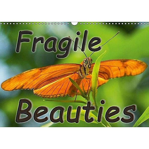 Fragile Beauties - Exotic butterflies (Wall Calendar 2017 DIN A3 Landscape), Anke Grau