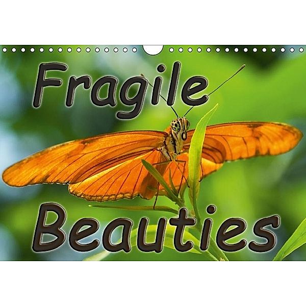 Fragile Beauties - Exotic butterflies (Wall Calendar 2017 DIN A4 Landscape), Anke Grau