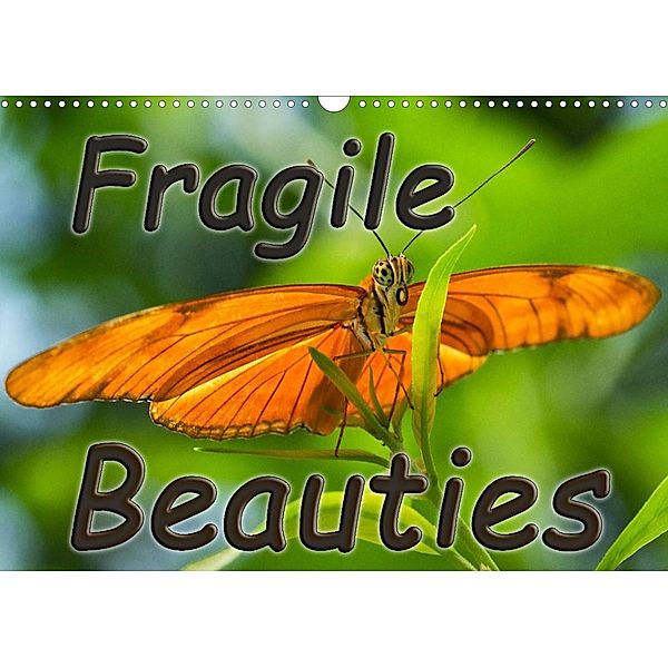 Fragile Beauties - Exotic butterflies (Wall Calendar 2023 DIN A3 Landscape), Anke Grau