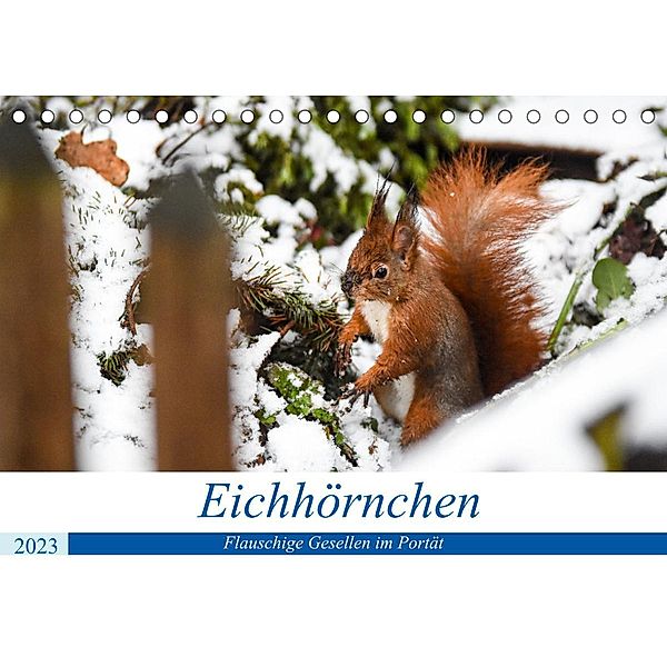 Frankens Eichhörnchen (Tischkalender 2023 DIN A5 quer), Philippe Lotz