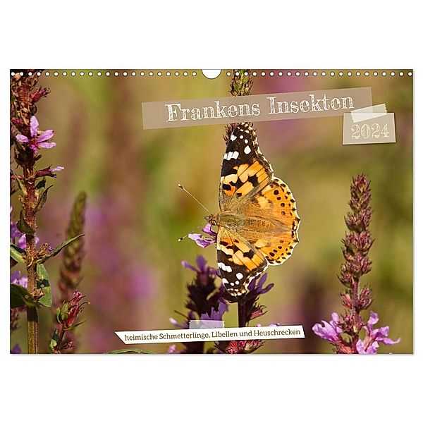 Frankens Insekten (Wandkalender 2024 DIN A3 quer), CALVENDO Monatskalender, Susanne Paulus