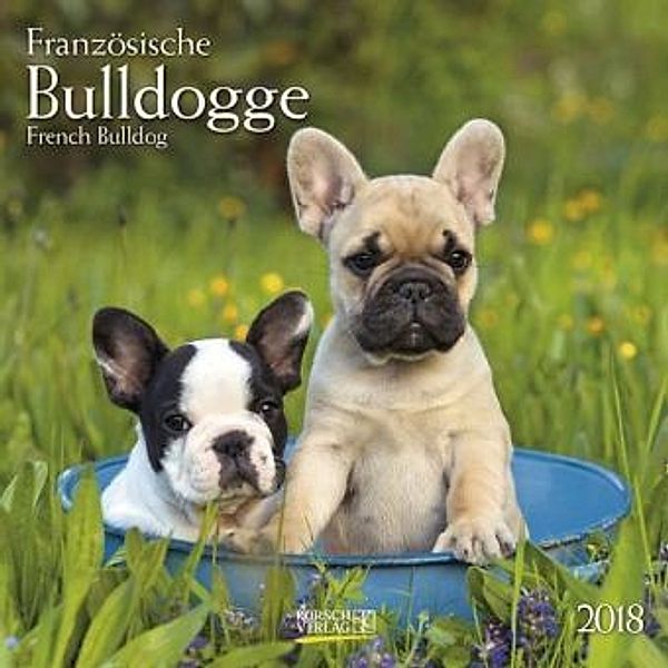 Französische Bulldogge 2018