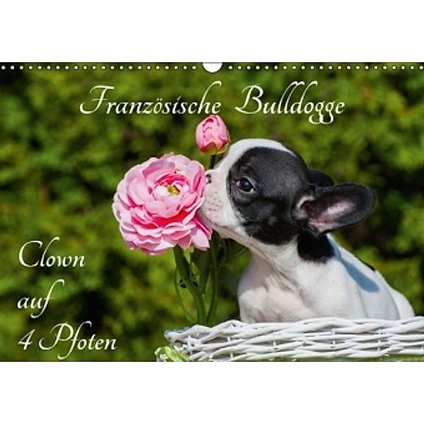 Französische Bulldogge - Clown auf 4 Pfoten (Wandkalender 2016 DIN A3 quer), Sigrid Starick