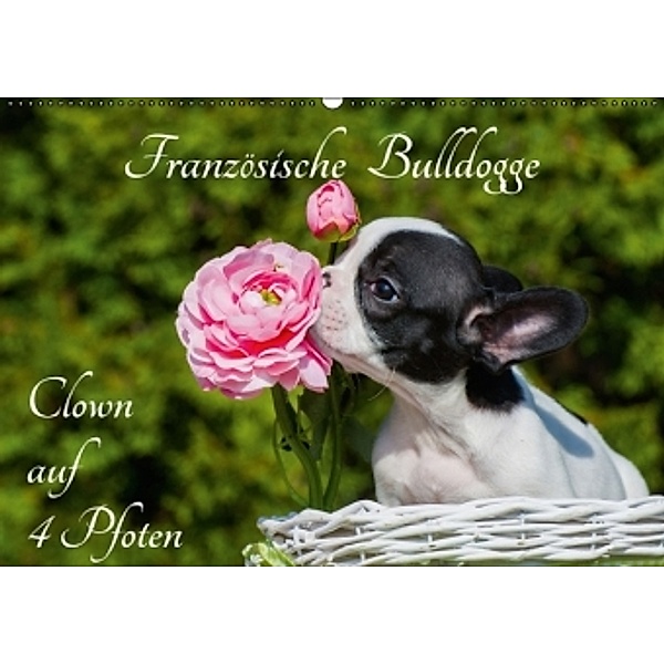 Französische Bulldogge - Clown auf 4 Pfoten (Wandkalender 2016 DIN A2 quer), Sigrid Starick