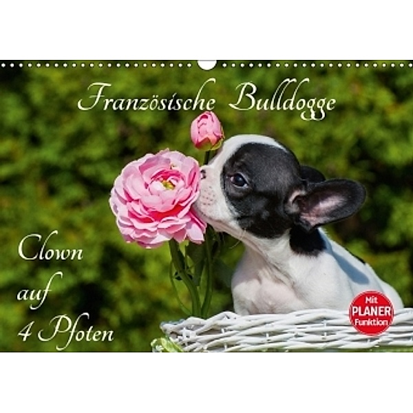 Französische Bulldogge - Clown auf 4 Pfoten (Wandkalender 2017 DIN A3 quer), Sigrid Starick