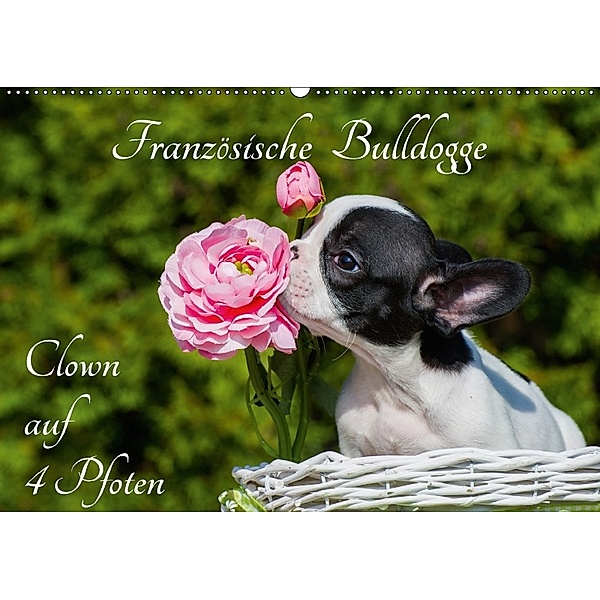 Französische Bulldogge - Clown auf 4 Pfoten (Wandkalender 2018 DIN A2 quer) Dieser erfolgreiche Kalender wurde dieses Ja, Sigrid Starick