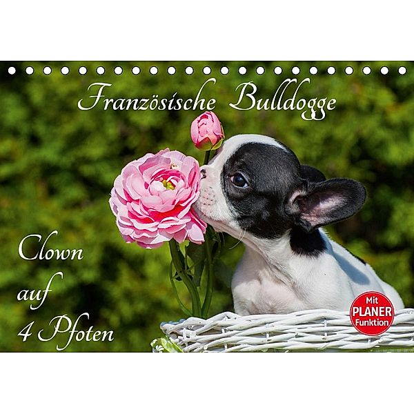 Französische Bulldogge - Clown auf 4 Pfoten (Tischkalender 2021 DIN A5 quer), Sigrid Starick