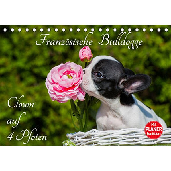 Französische Bulldogge - Clown auf 4 Pfoten (Tischkalender 2022 DIN A5 quer), Sigrid Starick