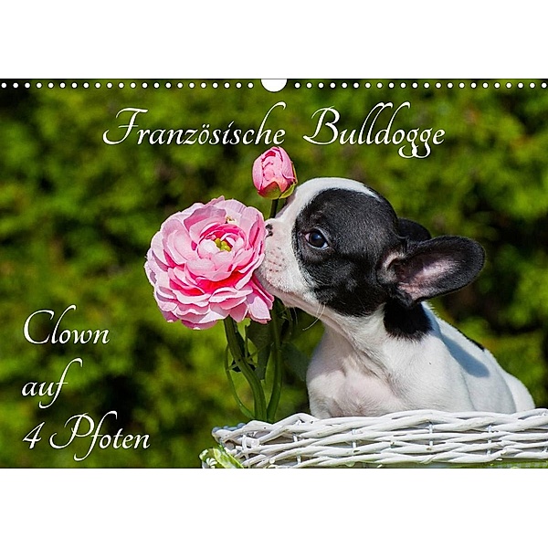 Französische Bulldogge - Clown auf 4 Pfoten (Wandkalender 2023 DIN A3 quer), Sigrid Starick