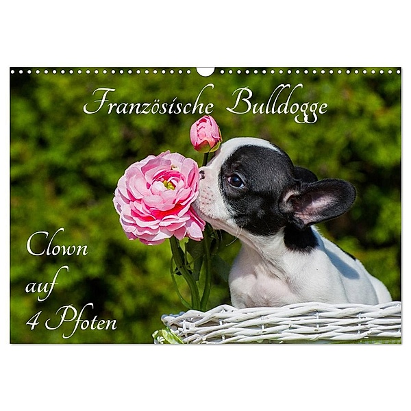 Französische Bulldogge - Clown auf 4 Pfoten (Wandkalender 2024 DIN A3 quer), CALVENDO Monatskalender, Sigrid Starick