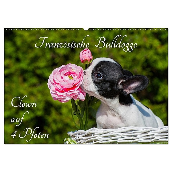 Französische Bulldogge - Clown auf 4 Pfoten (Wandkalender 2024 DIN A2 quer), CALVENDO Monatskalender, Sigrid Starick