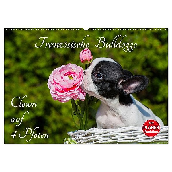 Französische Bulldogge - Clown auf 4 Pfoten (Wandkalender 2024 DIN A2 quer), CALVENDO Monatskalender, Sigrid Starick