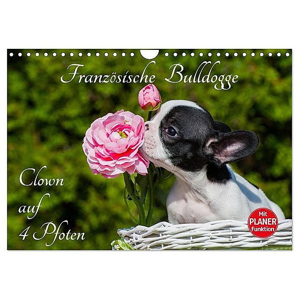 Französische Bulldogge - Clown auf 4 Pfoten (Wandkalender 2025 DIN A4 quer), CALVENDO Monatskalender, Calvendo, Sigrid Starick