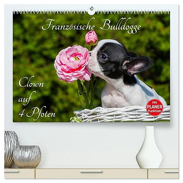 Französische Bulldogge - Clown auf 4 Pfoten (hochwertiger Premium Wandkalender 2025 DIN A2 quer), Kunstdruck in Hochglanz, Calvendo, Sigrid Starick