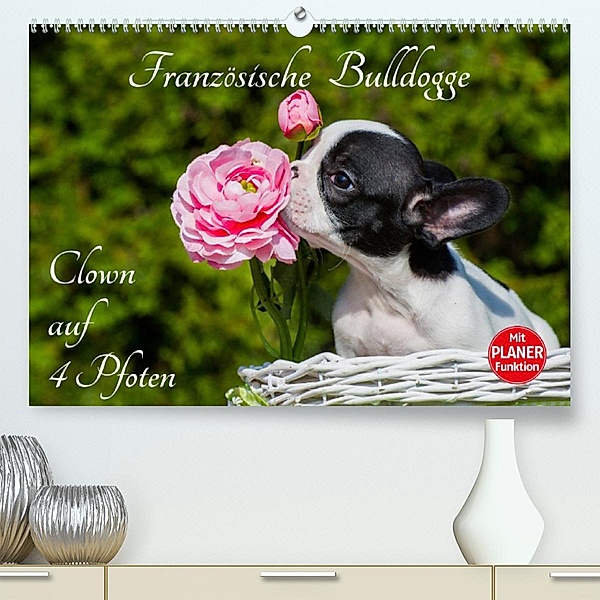 Französische Bulldogge - Clown auf 4 Pfoten (Premium, hochwertiger DIN A2 Wandkalender 2023, Kunstdruck in Hochglanz), Sigrid Starick