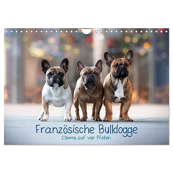 Französische Bulldogge - Clowns auf vier Pfoten (Wandkalender 2024 DIN A4 quer), CALVENDO Monatskalender, Sabrina Wobith Photography - FotosVonMaja