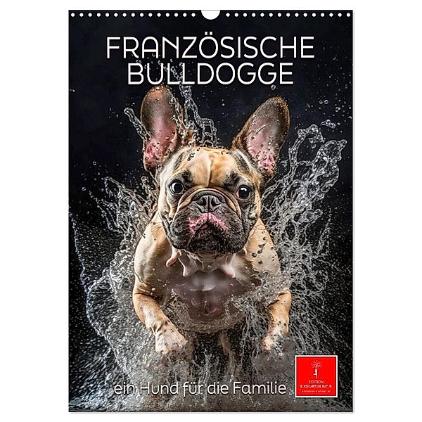 Französische Bulldogge - ein Hund für die Familie (Wandkalender 2024 DIN A3 hoch), CALVENDO Monatskalender, Peter Roder