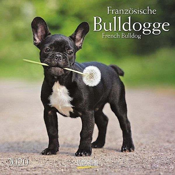 Französische Bulldogge / French Bulldog 2020