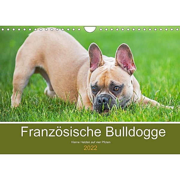 Französische Bulldogge - Kleine Helden auf vier Pfoten (Wandkalender 2022 DIN A4 quer), Sigrid Starick