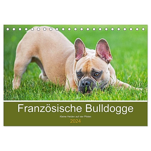 Französische Bulldogge - Kleine Helden auf vier Pfoten (Tischkalender 2024 DIN A5 quer), CALVENDO Monatskalender, Sigrid Starick