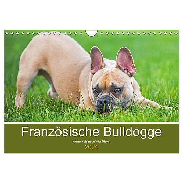 Französische Bulldogge - Kleine Helden auf vier Pfoten (Wandkalender 2024 DIN A4 quer), CALVENDO Monatskalender, Sigrid Starick