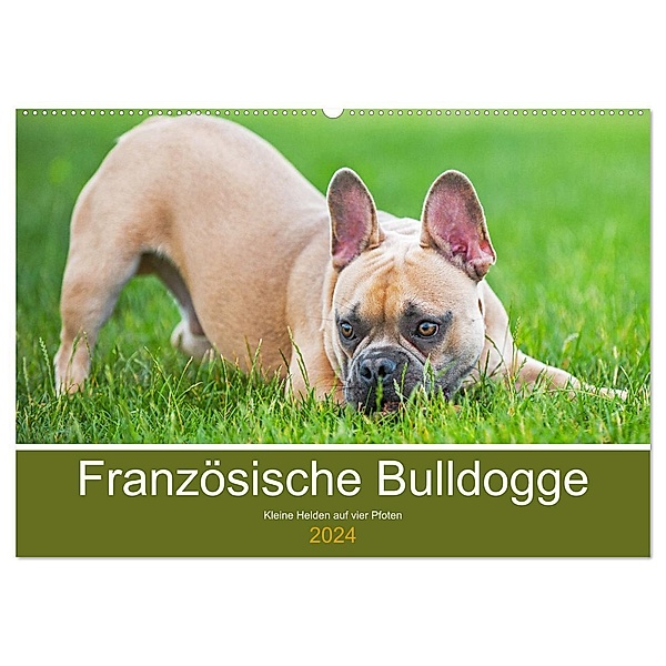Französische Bulldogge - Kleine Helden auf vier Pfoten (Wandkalender 2024 DIN A2 quer), CALVENDO Monatskalender, Sigrid Starick