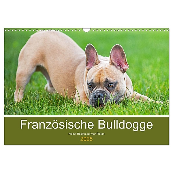 Französische Bulldogge - Kleine Helden auf vier Pfoten (Wandkalender 2025 DIN A3 quer), CALVENDO Monatskalender, Calvendo, Sigrid Starick