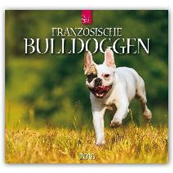 Französische Bulldoggen 2016