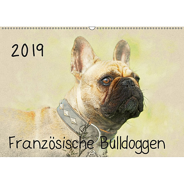 Französische Bulldoggen 2019 (Wandkalender 2019 DIN A2 quer), Andrea Redecker