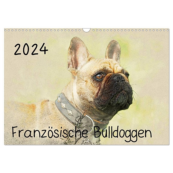 Französische Bulldoggen 2024 (Wandkalender 2024 DIN A3 quer), CALVENDO Monatskalender, Andrea Redecker