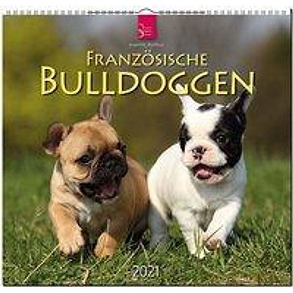 Französische Bulldoggen
