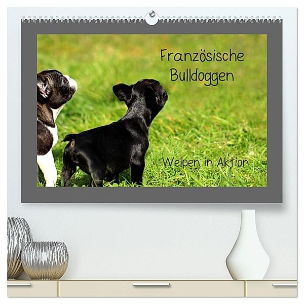 Französische Bulldoggen (hochwertiger Premium Wandkalender 2024 DIN A2 quer), Kunstdruck in Hochglanz, Heike Hultsch