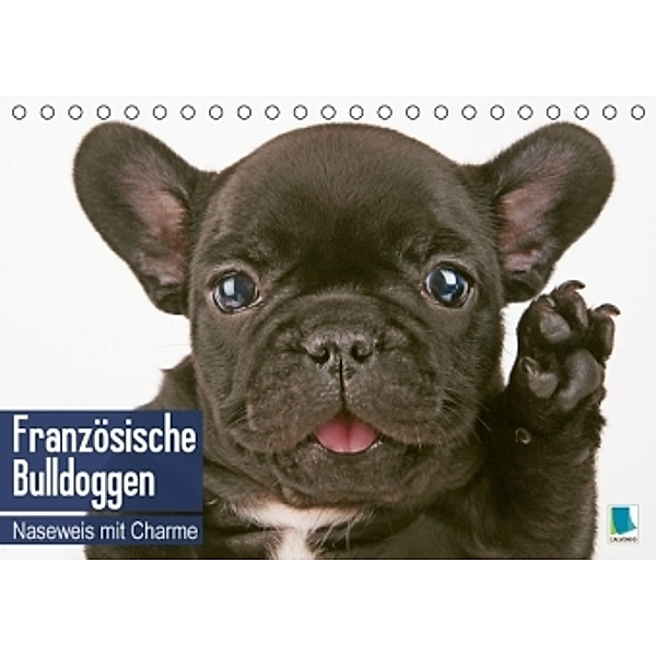 Französische Bulldoggen: Naseweis mit Charme (Tischkalender 2016 DIN A5 quer), Calvendo