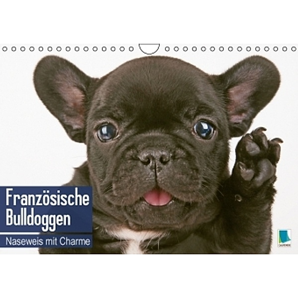Französische Bulldoggen: Naseweis mit Charme (Wandkalender 2016 DIN A4 quer), Calvendo