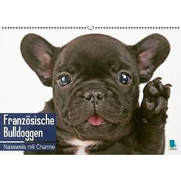 Französische Bulldoggen: Naseweis mit Charme (Wandkalender 2016 DIN A2 quer), Calvendo