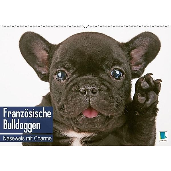 Französische Bulldoggen: Naseweis mit Charme (Wandkalender 2017 DIN A2 quer), CALVENDO