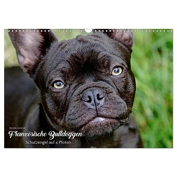 Französische Bulldoggen - Schutzengel auf 4 Pfoten (Wandkalender 2024 DIN A3 quer), CALVENDO Monatskalender, Kerstin Grüttner