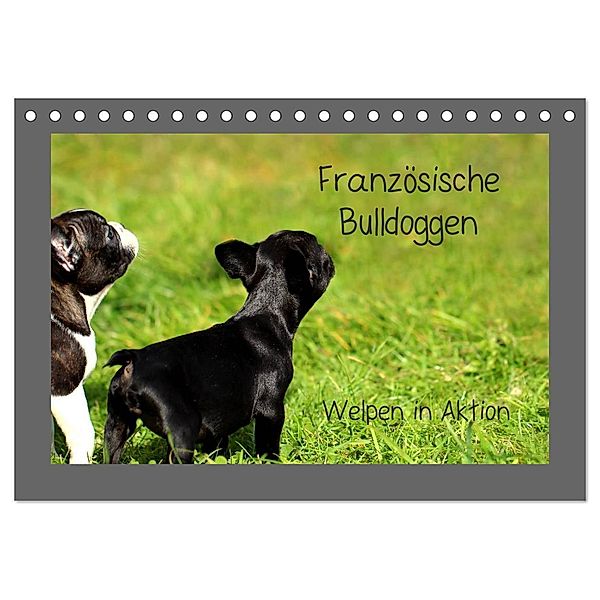 Französische Bulldoggen (Tischkalender 2024 DIN A5 quer), CALVENDO Monatskalender, Heike Hultsch
