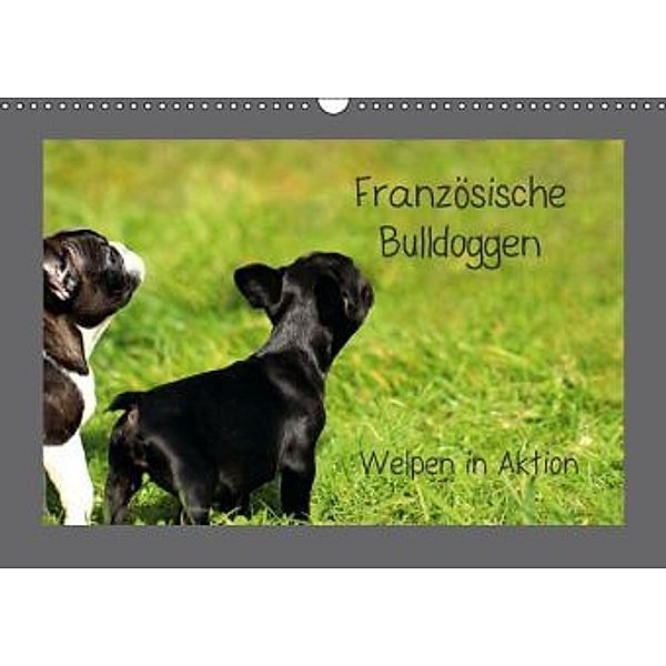Französische Bulldoggen (Wandkalender 2014 DIN A3 quer), Heike Hultsch