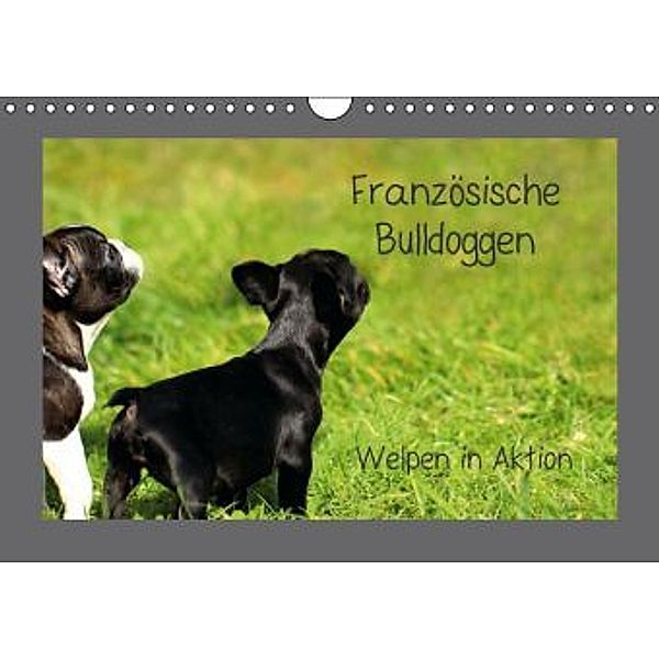 Französische Bulldoggen (Wandkalender 2014 DIN A4 quer), Heike Hultsch