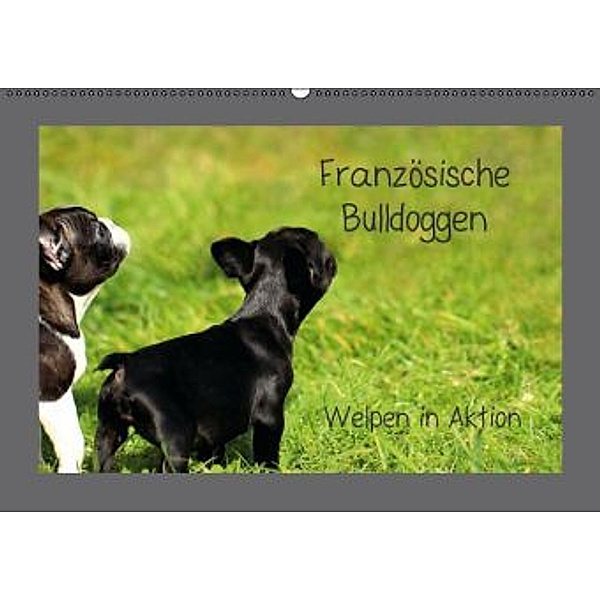 Französische Bulldoggen (Wandkalender 2015 DIN A2 quer), Heike Hultsch
