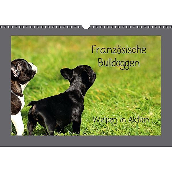 Französische Bulldoggen (Wandkalender 2018 DIN A3 quer), Heike Hultsch